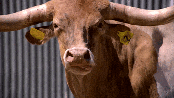 Wildlife gif. A Texas Longhorn steer slowly unfurls his long tongue, curls it toward his face and sticks it up his nose.