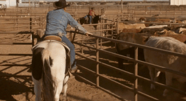 4C_Summit cattletales GIF