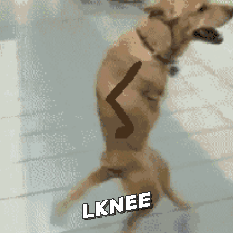 LyonS lknee1 GIF