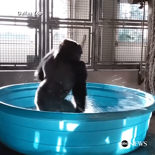 philammann dance gorilla gorilladance GIF
