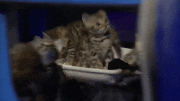 Bengal Cat Omg GIF by BBC