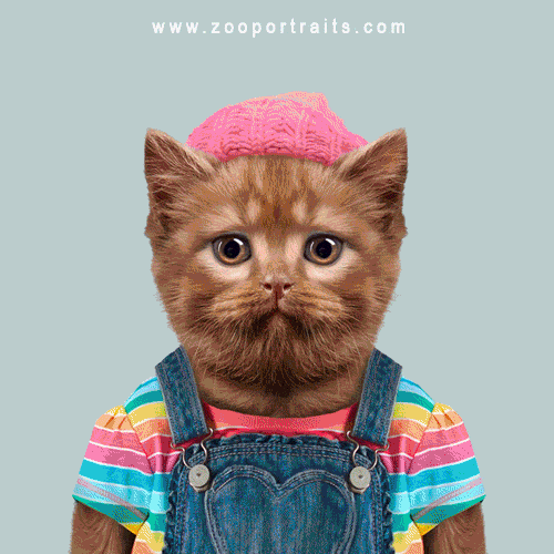 ZooPortraits fashion animals wildlife characters GIF