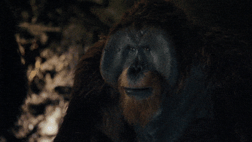 nova maurice GIF by War for the Planet of the Apes