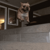 French Bulldog Jump GIF by The BarkPost