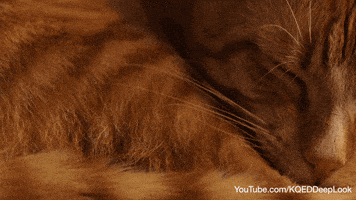 cat tongue GIF by PBS Digital Studios