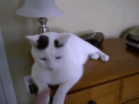 Smart Cat GIF by Product Hunt - Find & Share on GIPHY