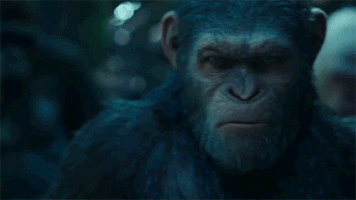 vuk  GIF