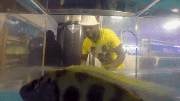 200.gif?cid=fc005b08339cdeb740134373201699f7dfe02f73a8478e98&rid=200.gif&ct=g