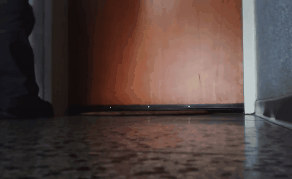 catmanian cats who are warmingly welcomming their humans GIF