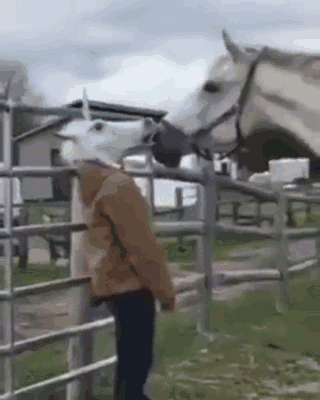 LoboTomy  GIF