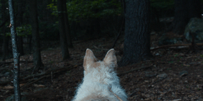 it comes at night GIF by A24