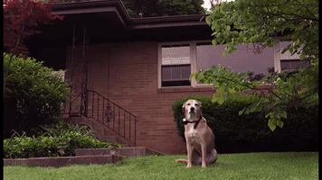 alalinares cinemagraphic GIF