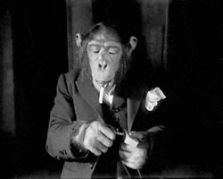 frankgallaher funny monkey GIF