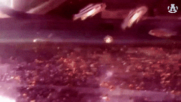 vena pez caramelo vidadecholo cortatripa GIF