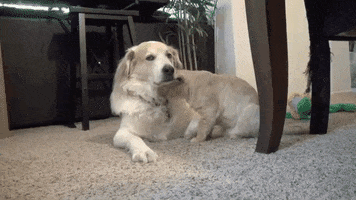 santiago  GIF