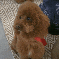 puppy poodle GIF by Primark
