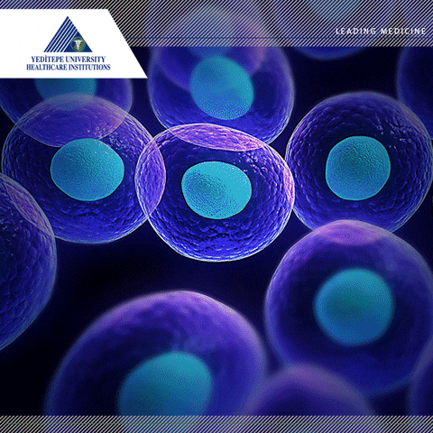 yeditepehealthcareinstutions stemcelltreatment stemcelltechnology yeditepeistanbul stemcellresearch GIF