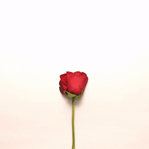 My Love Flower GIF by cintascotch