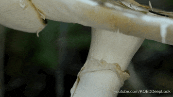 poisonous mushroom GIF by PBS
