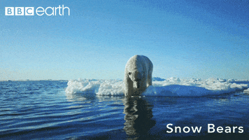 polar bear water GIF by BBC Earth