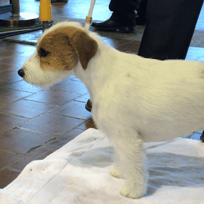 westminster dog show dogs GIF by Westminster Kennel Club