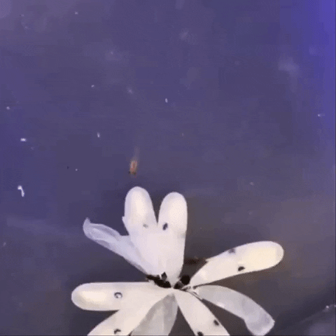 Baby Octopus GIF by OctoNation - Find & Share on GIPHY