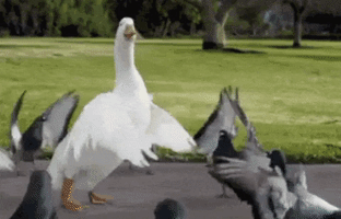 Gansiensis GIF
