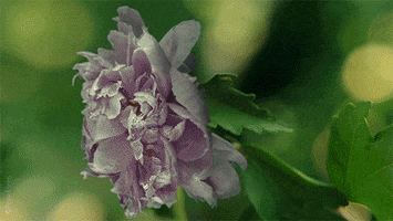 Featured image of post Droopy Flower Gif