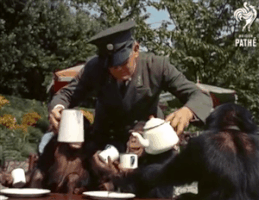 Monkey Stikbold GIF
