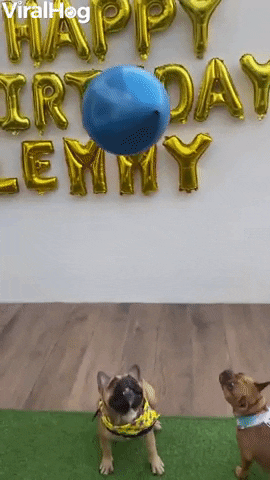 French Bulldogs Bounce Around With Balloon GIF by ViralHog