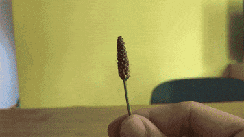 Natura Piantaggine GIF