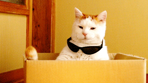 Cat Reaction GIF