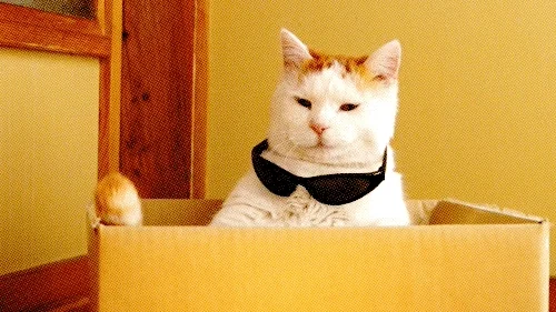 Cat Reaction GIF