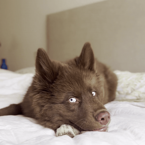 Red Husky GIF