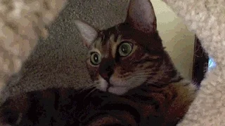 Cat Animals Being Jerks GIF