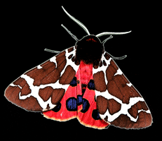 Butterfly Conservation GIF