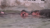 Dallas Zoo Welcomes Birth of 'Much-Anticipated' Newborn Hippo