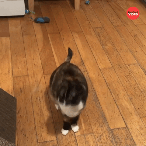 Playing Cat Toy GIF by BuzzFeed