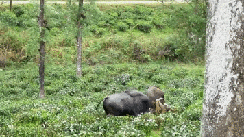 Buffalo GIF