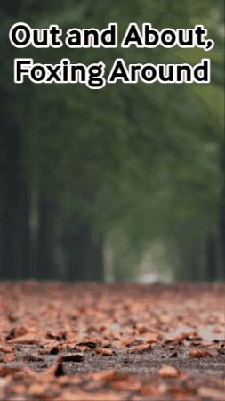 Happy Birthday Fox GIF by TeaCosyFolk