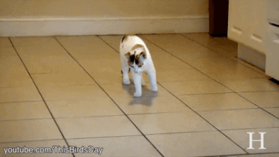 giphy.gif