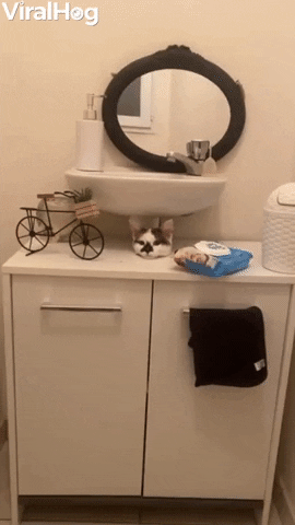 Cat Pokes Head Out Of Hole Between Sink And Furniture GIF by ViralHog
