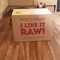 Excited Dog Food GIF by Benyfit Natural Official