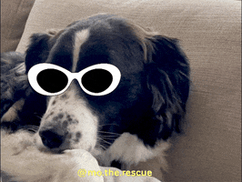 Dog GIF