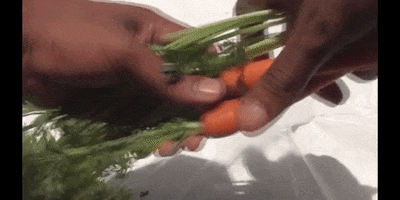 Vegetable Cooking GIF by DIIMSA Stock