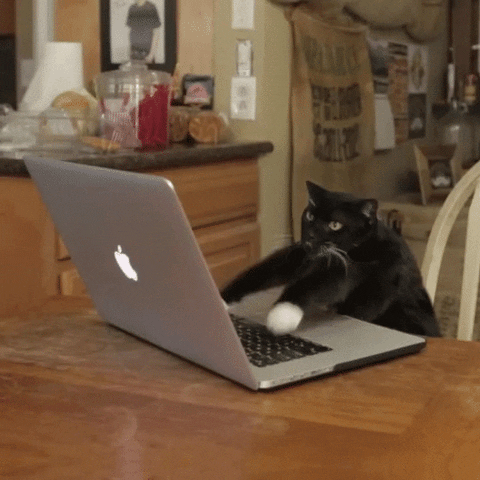 Gato com seu blog