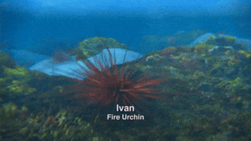 Surfs Up Ivan GIF
