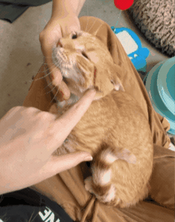 Cat Pets GIF by Kentucky Humane Society