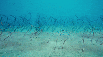 Swaying Marine Life GIF by Oceana
