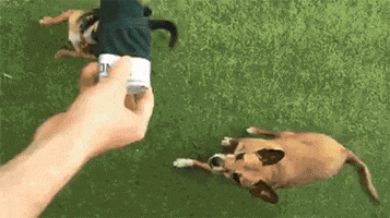 Dogs Australia GIF by Step One